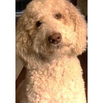 Standard Poodle Dogs Available for Adoption in Nixa, Missouri - Van Halen | PetCurious