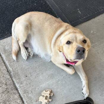 Jordan -  Labrador Retriever Dog Available for Adoption in Corinth, Mississippi - Jordan | PetCurious