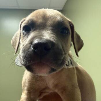 Mixed Breed Dogs Available for Adoption in Columbus, Georgia - Zuma | PetCurious