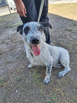 Rescue Australian Cattle Dog Blue Heeler and Mixed Breed Dogs for Adoption in Fort Collins, Colorado - Ariyah | PetCurious