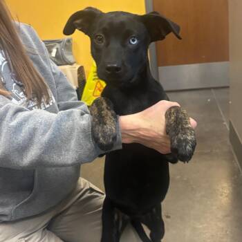 Shepherd and Mixed Breed Dogs Available for Adoption - Judy | PetCurious