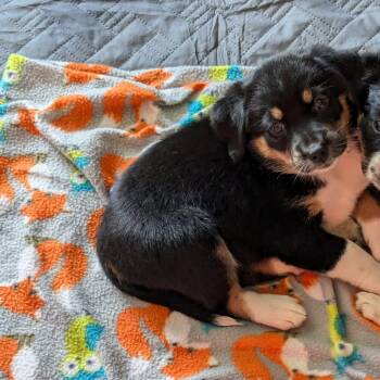 Rescue Beagle and Australian Shepherd Dogs for Adoption in Lexington, Kentucky - Velma | PetCurious