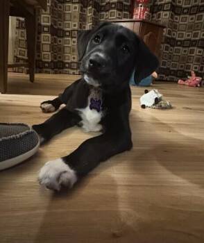 Hound Dogs Available for Adoption - Rhodium | PetCurious