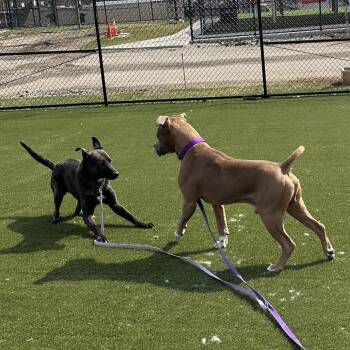 American Bulldog Dogs Available for Adoption - Juhad | PetCurious