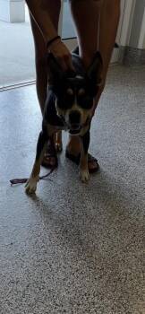 Mixed Breed Dogs Available for Adoption in Palmetto, Florida - JIMMY DEAN | PetCurious