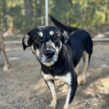 Rescue Mixed Breed Dogs for Adoption in Columbia, South Carolina - Charcuterie | PetCurious
