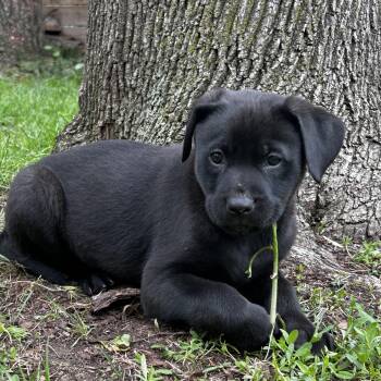 Labrador Retriever Dogs Available for Adoption in Brantford, Ontario - Nasa | PetCurious