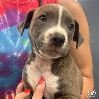 Terrier Dogs Available for Adoption in Washington, District Of Columbia - Felix | PetCurious