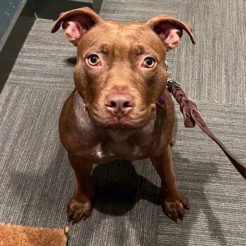 Clover -  Pit Bull Terrier Dog for Adoption in Los Angeles, California - Clover | PetCurious