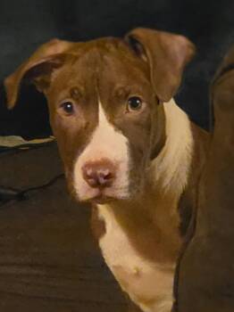 Butter Bean (puppy) -  Pit Bull Terrier Dog for Adoption in Spotsylvania Courthouse, Virginia - Butter Bean (puppy) | PetCurious
