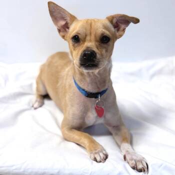 Daniel -  Mixed Breed Dog for Adoption in Medford, Oregon - Daniel | PetCurious