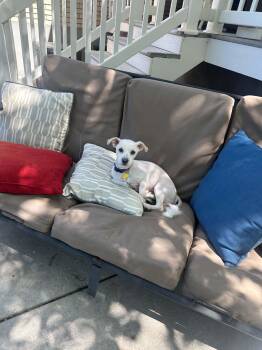 Milow -  Maltese Dog for Adoption in Salt Lake City, Utah - Milow | PetCurious