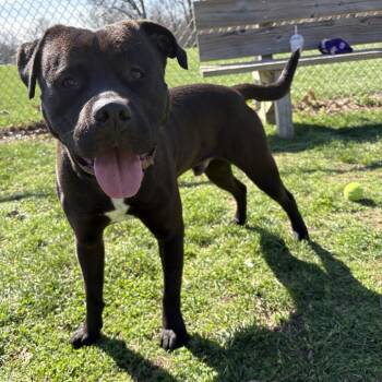 Boogie -  Boxer and Pit Bull Terrier Dog for Adoption in Indianapolis, Indiana - Boogie | PetCurious