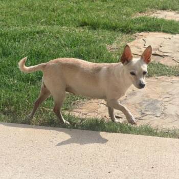 Robin -  Chihuahua Dog for Adoption in Justin, Texas - Robin | PetCurious