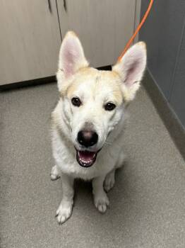 Rescue German Shepherd Dog and Siberian Husky Dogs for Adoption in Las Vegas, Nevada - RALPH | PetCurious
