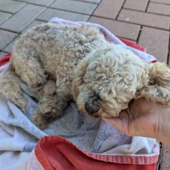Chai -  Miniature Poodle Dog for Adoption in Austin, Texas - Chai | PetCurious