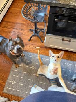 Rescue Pit Bull Terrier Dogs for Adoption in Mendham Township, New Jersey - Louie - In Foster Care.  Such A Special Dog! | PetCurious