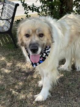 Ursula -  Great Pyrenees Dog for Adoption in Gulfport, Mississippi - Ursula | PetCurious