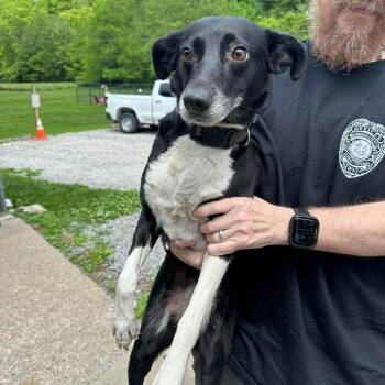 Hattie -  Border Collie and Beagle Dog Available for Adoption in Shinnston, West Virginia - Hattie | PetCurious