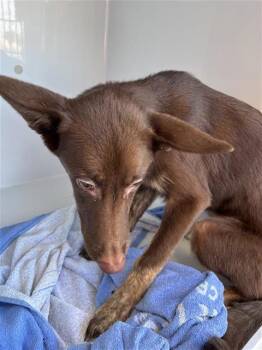 A661922 -  Australian Kelpie and Mixed Breed Dog for Adoption in Houston, Texas - A661922 | PetCurious