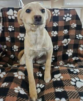 Labrador Retriever and Terrier Dogs Available for Adoption - Lucy | PetCurious