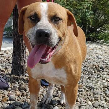 Beasley -  Black Mouth Cur and Coonhound Dog for Adoption in Seguin, Texas - Beasley | PetCurious