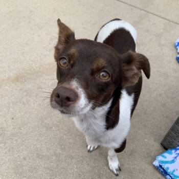 Rescue Rat Terrier and Mixed Breed Dogs for Adoption in Shorewood, Illinois - Bonnie | PetCurious