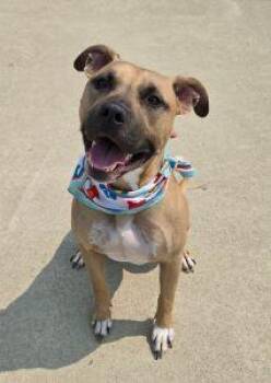 Harley -  Boxer and Pit Bull Terrier Dog for Adoption in Bucyrus, Ohio - Harley | PetCurious