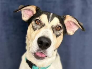 Slade -  Hound Dog for Adoption in Portland, Oregon - Slade | PetCurious