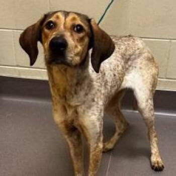 Hound Dogs Available for Adoption in Norman, Oklahoma - Nilla Wafer | PetCurious