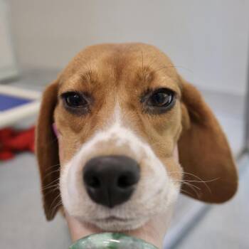 Black Jack -  Beagle Dog for Adoption in Briarcliff Manor, New York - Black Jack | PetCurious
