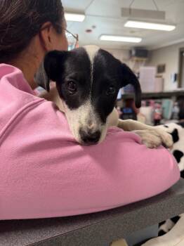 Jack Russell Terrier Dogs Available for Adoption in Hopkinsville, Kentucky - Pip | PetCurious
