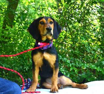 Vicky -  Basset Hound Dog for Adoption in Willingboro, New Jersey - Vicky | PetCurious