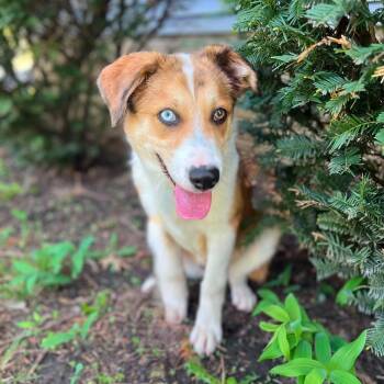 Australian Shepherd and Mixed Breed Dogs Available for Adoption in Dysart, Iowa - Calvin  | PetCurious