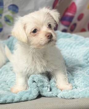 Dede -  Maltese and Terrier Dog for Adoption in Tucson, Arizona - Dede | PetCurious