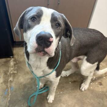 Pit Bull Terrier and Mixed Breed Dogs Available for Adoption in Cleveland, Mississippi - Briscoe (BossDog) | PetCurious