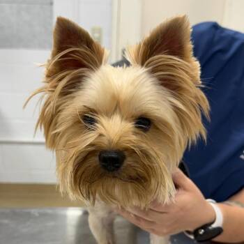 Sake -  Yorkshire Terrier Dog for Adoption in West Palm Beach, Florida - Sake | PetCurious