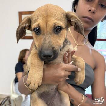 Daria -  Labrador Retriever Dog for Adoption in Washington, District Of Columbia - Daria | PetCurious