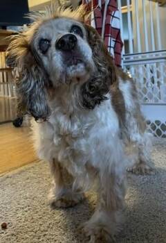 Calvin O 26106 -  Cocker Spaniel Dog for Adoption in Parker, Colorado - Calvin O 26106 | PetCurious