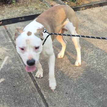 Mixed Breed Dogs Available for Adoption - 3/14/2026-Stray-ForrestRoad_3 | PetCurious