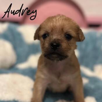 Mixed Breed Dogs Available for Adoption - Audrey | PetCurious
