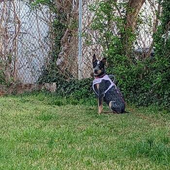 Cattle Dog Dogs Available for Adoption in Roanoke, Virginia - Babydoll | PetCurious