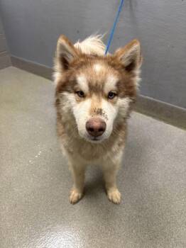 Siberian Husky Dogs Available for Adoption in Las Vegas, Nevada - BERT | PetCurious