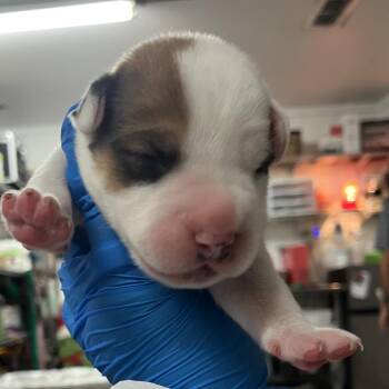 Edwin -  Shepherd Dog for Adoption in Edinburg, Texas - Edwin | PetCurious