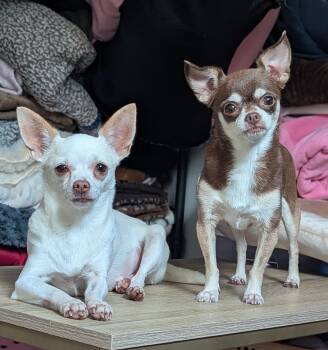 Rescue Chihuahua Dogs for Adoption in The Woodlands, Texas - Sugar And Carmel | PetCurious