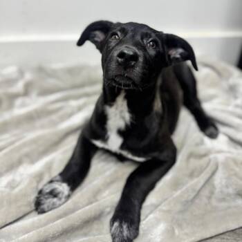 Pistachio -  Australian Shepherd and Mixed Breed Dog for Adoption in Brownsboro, Alabama - Pistachio | PetCurious