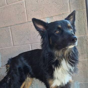 Sunny -  Shepherd Dog for Adoption in Yuma, Arizona - Sunny | PetCurious