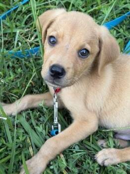 Boo Boo -  Mixed Breed Dog for Adoption in King William, Virginia - Boo Boo | PetCurious