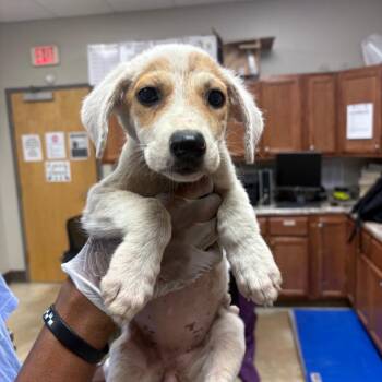 Porsha - 083105U -  Labrador Retriever and Mixed Breed Dog for Adoption in Tupelo, Mississippi - Porsha - 083105U | PetCurious