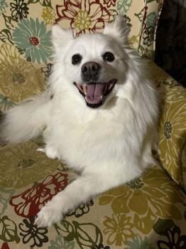 Halo -  American Eskimo Dog Dog for Adoption in Port Orange, Florida - Halo | PetCurious